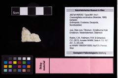 NHMW-GEO-2007z0149-0302_Ol_01.tifCracensigillatus acutirostrus (Moericke, 1889)  (NHMW-GEO-2007z0149-0302)